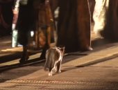 مين بيمشى أحسن؟.. قط يتحدى العارضات بالـ"cat walk".. فيديو