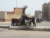 صور .. اضبط مخالفة.. الماعز يقضى على تشجير شارع التعمير فى بورسعيد 
