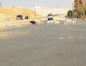 شكوى من استمرار انتشار الكلاب الضالة بعدد كبير بمدينة العبور 