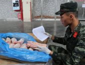 إعدام 6 آلاف خنزير بعد ظهور أول إصابة بحمى الخنازير الإفريقية فى هونج كونج