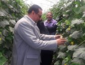 توريد 8 آلاف طن قمح بشون محافظة دمياط 