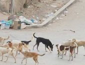 قارئ يشكو من انتشار الكلاب الضالة بشوارع منطقة السيدة زينب