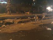 شكوى من انتشار الكلاب الضالة بمنطقة الجمهورية بالمحله الكبرى
