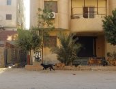 قارئ يشكو من انتشار الكلاب الضالة بالمعراج المعادى