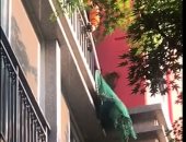 فيديو.. قوة أمنية للقبض على طاووس فى كوريا الجنوبية