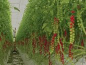 "مجنونة يا أوطة".. شاهد زراعة الطماطم وسط صحراء الإمارات
