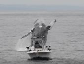 فيديو.. قفزة هائلة لحوت أحدب تثير الرعب فى خليج مونتيرى بولاية كاليفورنيا 
