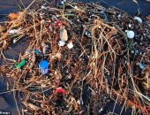 التلوث البلاستيكي فى المحيطات يضر بالبكتيريا المنتجة لـ 10٪ من الأكسجين