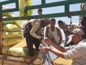 "زراعة" أسيوط : توريد 58 ألف طن قمح للصوامع والشون 