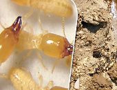 تعرف على سر تحول أسنان النمل إلى أدوات صلبة وحادة!