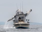 رقصة بهلوانية للحوت الأحدب بالقرب من قارب صيد تثير الدهشة × 7 صور