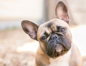 اكتشاف الجين المسئول عن مشكلات التنفس والصفير عند الكلاب
