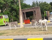 قارئ يشكو من وجود حيوانات بصورة غير حضارية أمام حديقة العقاد السياحية بأسوان
