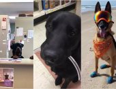  8 وظائف للبشر نجح فيها الكلاب.. أبرزها ريسيبشن فى عيادة ومنقذ على الشاطئ