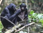 دراسة تكشف: والدة حيوان البونوبو تساعده فى إيجاد رفيقة حياته