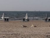 الكلاب الضالة تصل شواطئ بورسعيد ومطالبات بحل المشكلة