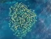 فيديو نادر للمئات من "شياطين البحر" قبالة سواحل أستراليا
