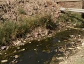 أهالى قرية أبورقبة بالمنوفية يشكون انسداد الترعة ويطابلون بتطهيرها