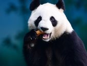مش بس للمراقبة.. الصين تستعين بتقنية التعرف على الوجه لحماية الباندا