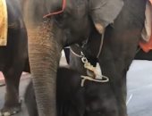 انهيار فيل صغير بسبب الحر.. والجمهور يتضامن معه.. فيديو