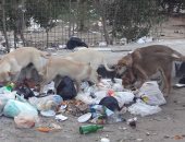 صور.. اضبط مخالفة.. الكلاب الضالة والمسعورة تثير ذعر سكان بورفؤاد