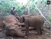 لحظات تقطع القلب.. فيل يحاول إيقاظ أمه بعد موتها.. فيديو وصور