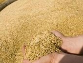 توريد 171 ألف طن قمح لصوامع وشون الدقهلية