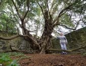 "بياخدوا فروعها تذكار".. أكبر شجرة فى بريطانيا قد تموت بسبب السائحين..صور