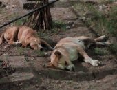  إعدام 112 كلب فى حملة مكافحة الكلاب الضالة بالإسماعيلية ا