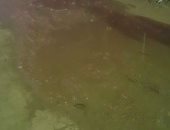 أهالى عزبة كمونة بقرية برنبال بكفر الشيخ يشكون من تراكم مياه الصرف الصحى