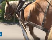 فيديو.. قرية فرنسية تعتمد الخيول للنقل المدرسى والزراعة.. اعرف السبب