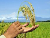 لمزارعى الأرز.. كيف تجهز الأرض وتختار التقاوى والشتلات