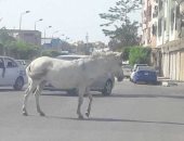 صور.. اضبط مخالفة.. الحمير تعرقل حركة مرور السيارات ببورفؤاد