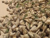 الزراعة تبحث مع شركات السكر زراعة 5000 فدان بنجر بمشروع غرب المنيا