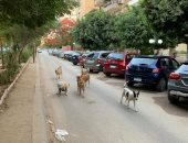 كلاب ضالة بشوارع العجمى تسبب الذعر للمواطنين