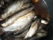 ضبط 12 طن أسماك مملحة غير صالحة للاستهلاك بكفر الشيخ