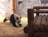 شاهد.. الباندا الصينية فى حديقة حيوان موسكو قادمة من بكين