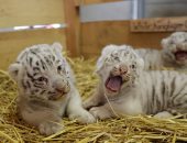 صور.. عرض 3 من صغار النمر الأبيض للجمهور لأول مرة بحديقة حيوان بالنمسا