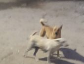 شكوى من انتشار الكلاب الضالة بعزبة رياض فى محافظة بنى سويف