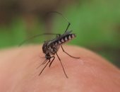 العثور على ميكروب يوقف نشر البعوض لمرض الملاريا