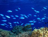 خبراء يحذرون: تغير المناخ يدمر الشعاب المرجانية فى هاواى