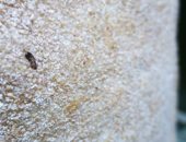 صور.. العثور على حشرات داخل رغيف خبز بالقناطر الخيرية
