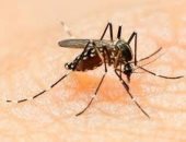 قريبا.. عقار جديد للملاريا يمحو الطفيل ويمنع انتقاله