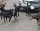 "كلاكيت تالت مرة".. استمرار أزمة الكلاب الضالة بشارع طلعت حرب فى الجيزة