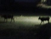 الكلاب الضالة تخيف أهالى  رأس البر بدمياط