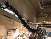 صور.. حفريات الديناصورات بمتحف التاريخ الطبيعى بواشنطن الأكثر زيارة فى العالم