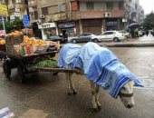 بنطلون جينز وكوفرتة.. حيل لجأ إليها أصحاب عربات الكارو لحماية الحمير "صور"