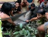 ملك المستنقعات.. تايلانديون ينقذون سمك السلور العملاق فى 6 ساعات