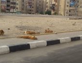  الكلاب الضالة تثير فزع سكان المحمودية حى السلام ثان محافظة القاهرة