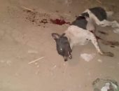 مجلس مدينة زفتى يقتل "كلب مسعور" عقر 23 شخصًا بالغربية